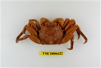 藏品(無斑斜紋蟹)的圖片